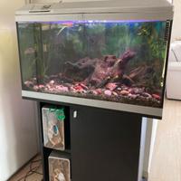 Acquario con Ciclidi