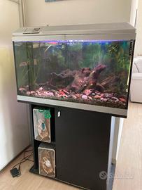 Acquario con Ciclidi