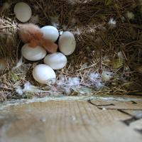 Pulli inseparabili 25 euro