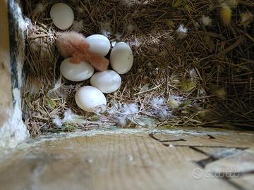 Pulli inseparabili 25 euro