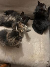 4 gattini fratelli