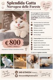 Gattina Norvegese delle foreste