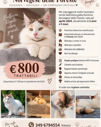 Gattina Norvegese delle foreste