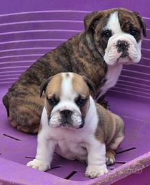 Bulldog inglese