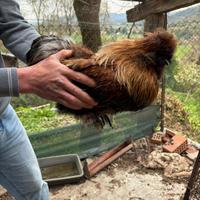 Gallo razza padovana