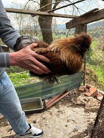 Gallo razza padovana