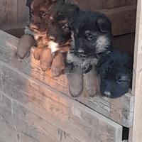 Cuccioli pastore tedesco