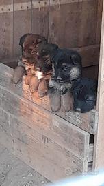 Cuccioli pastore tedesco