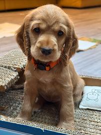 Ultimi cuccioli Cocker Spaniel - Luglio 2026
