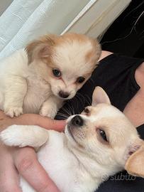 Cuccioli di chihuahua