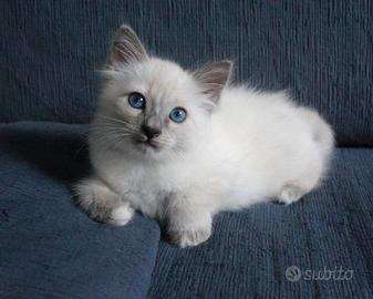 GATTINO Blue Point SIAMESE + SACRO DI BIRMANIA