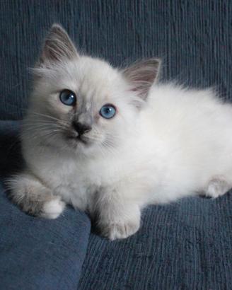 GATTINO Blue Point SIAMESE + SACRO DI BIRMANIA