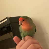 Inseparabile allevato a mano