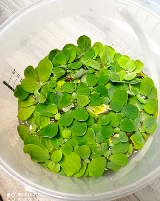 Piante galleggianti per acquario tropicale