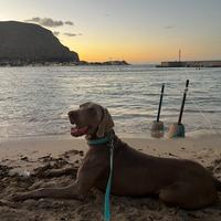 Weimaraner per monta/ accoppiamento