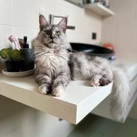 Maine coon femmina black smoke tortie