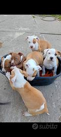 Amstaff