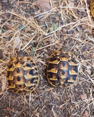 tartaruga 