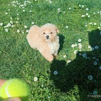 Cucciolo Maltipoo
