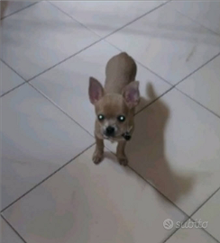 Chihuahua