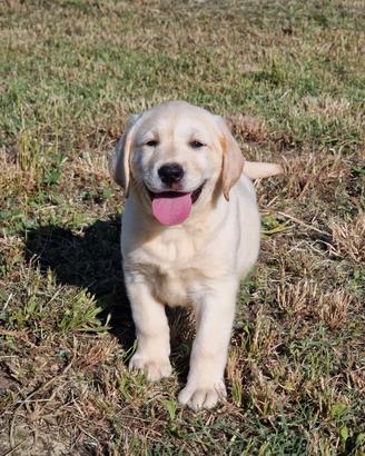 Cuccioli di Labrador - pedigree, test e lastre uff