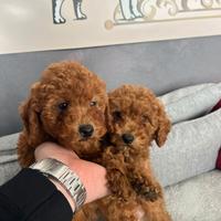 Barboncini Toy nani e minitoy