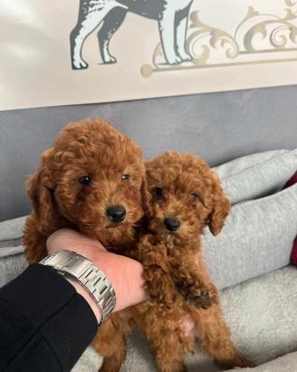 Barboncini Toy nani e minitoy