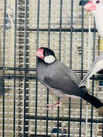 Padda