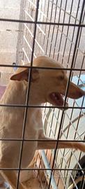 Cane da caccia