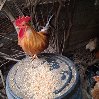 Galline nane . Mugellesi