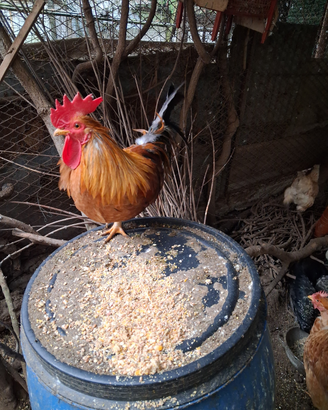 Galline nane . Mugellesi