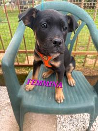 Meravigliosi cuccioli da adottare