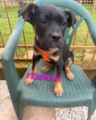 Meravigliosi cuccioli da adottare