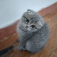 Scottish fold femmina