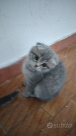 Scottish fold femmina