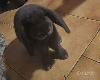 Congilio nano ariete mini loop blu