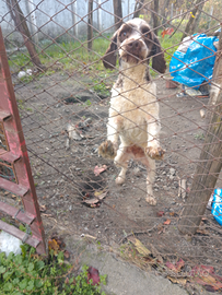 Lagotto