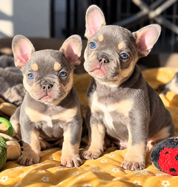 BULLDOG FRANCESE  CUCCIOLI MASCHI E FEMMINE blu
