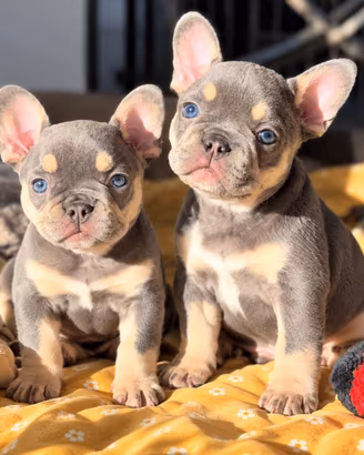 BULLDOG FRANCESE  CUCCIOLI MASCHI E FEMMINE blu