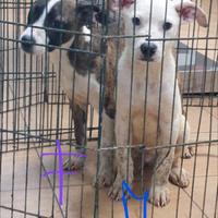 4 cuccioli di pitt bull in canile