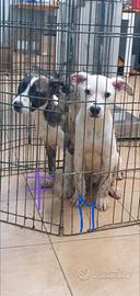 4 cuccioli di pitt bull in canile