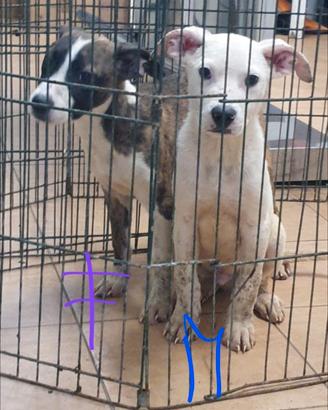 4 cuccioli di pitt bull in canile