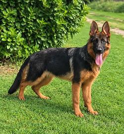 Cucciolone Pastore Tedesco, 6 mesi, M/F