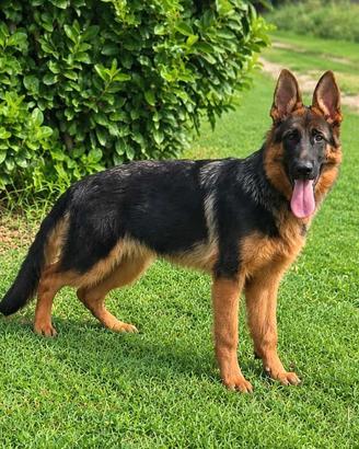 Cucciolone Pastore Tedesco, 6 mesi, M/F