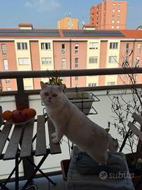 Accoppiamento ho Riproduzione