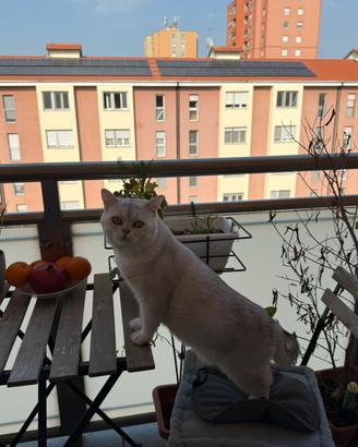 Accoppiamento ho Riproduzione