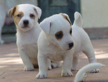 Cuccioli jack russel