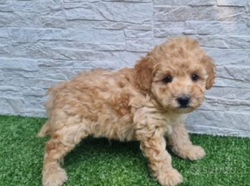 Barboncini cuccioli pronti
