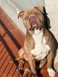 America bully xl con pedigree