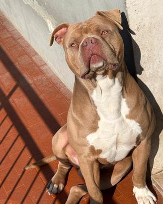 America bully xl con pedigree